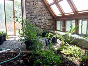 New plants in new greenhouse.